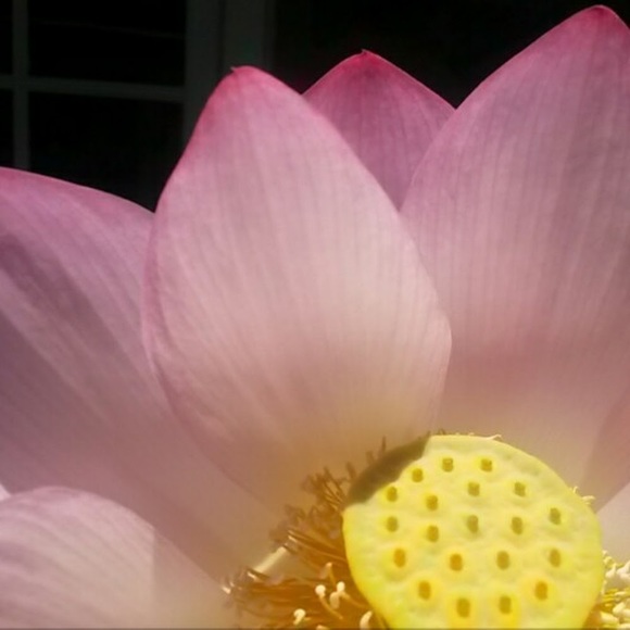 Meet your Posher, Sarah - Picture 1 of 1